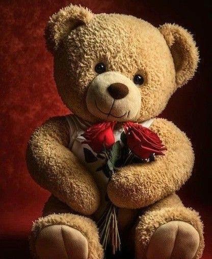 عکس خرس کیوت واقعی