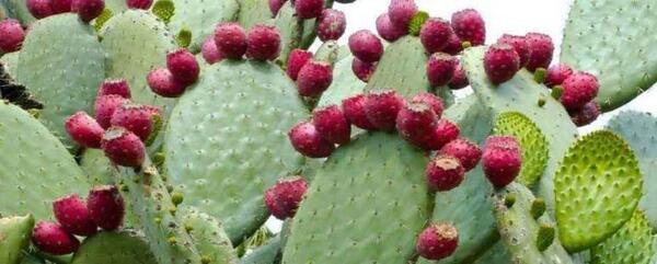 عکس میوه ی گل کاکتوس