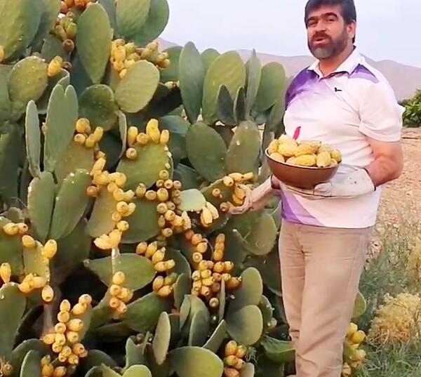 عکس میوه ی گل کاکتوس