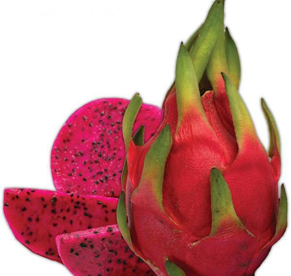 عکس میوه ی گل کاکتوس