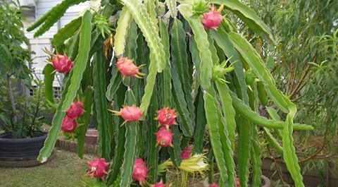 عکس میوه ی گل کاکتوس