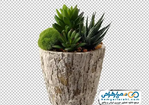 عکس وکتور کاکتوس