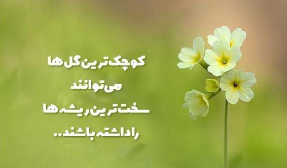 عکس نوشته مثل کاکتوس باش