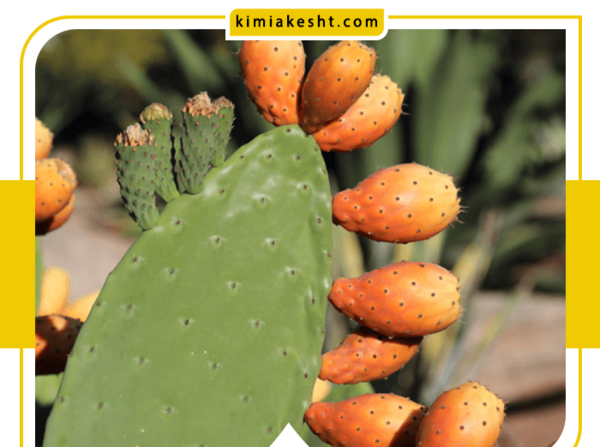 عکس کاکتوس میوه ای