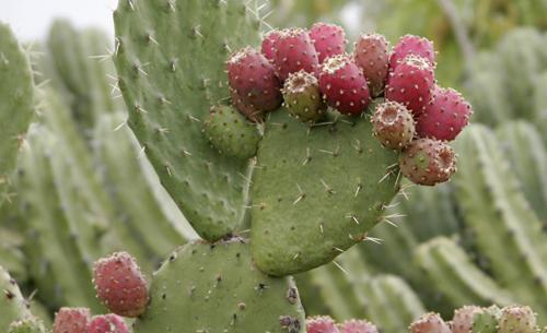 عکس کاکتوس میوه ای