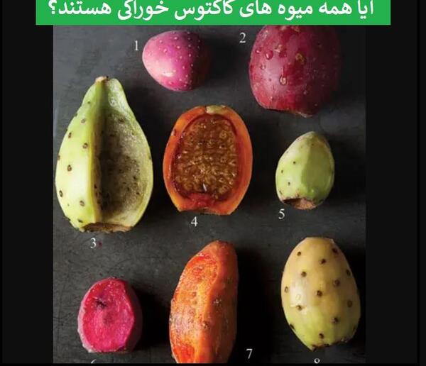 عکس کاکتوس با میوه