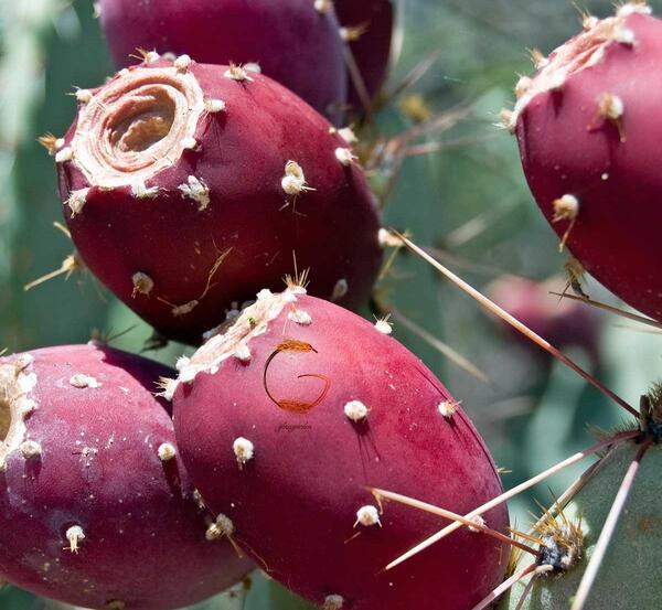 عکس میوه های کاکتوس