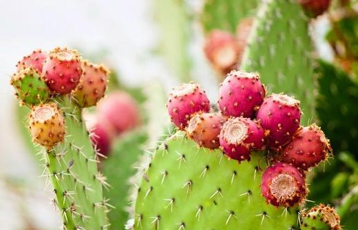 عکس میوه های کاکتوس