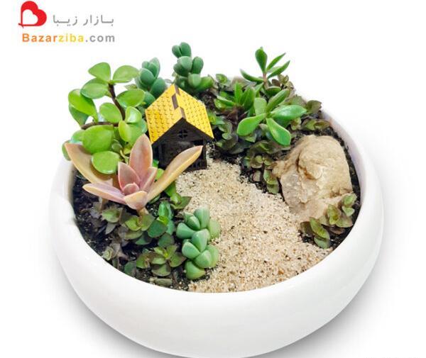 عکس گلدان کاکتوس