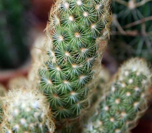 عکس گل های کاکتوس