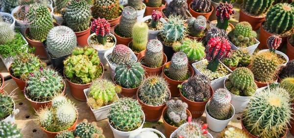 عکس گل های کاکتوس