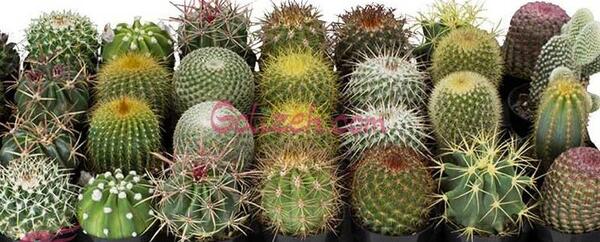 عکس گل های کاکتوس