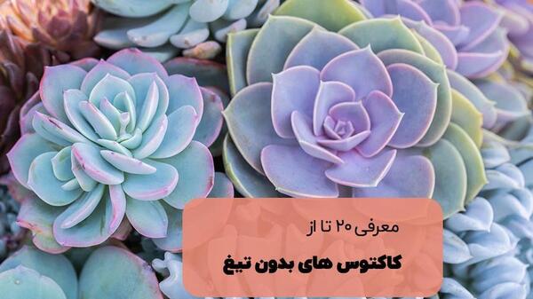 عکس گل کاکتوس کوچک