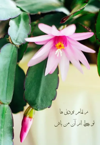 عکس گل کاکتوس کریسمس
