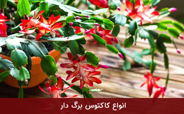 عکس گل کاکتوس کریسمس