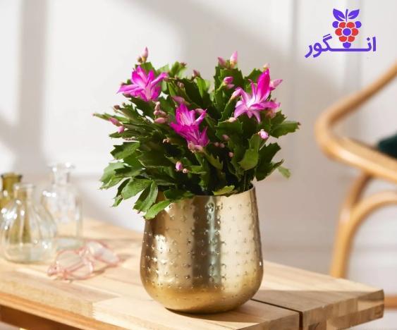 عکس گل کاکتوس کریسمس