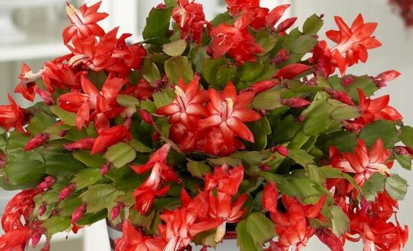عکس گل کاکتوس کریسمس