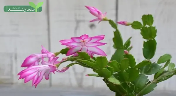 عکس گل کاکتوس کریسمس