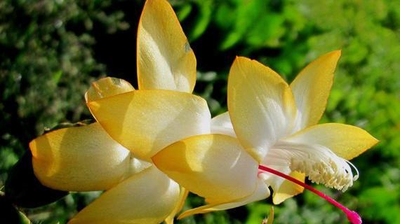 عکس گل کاکتوس کریسمس