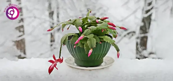 عکس گل کاکتوس کریسمس