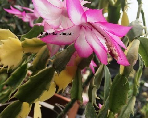 عکس گل کاکتوس کریسمس