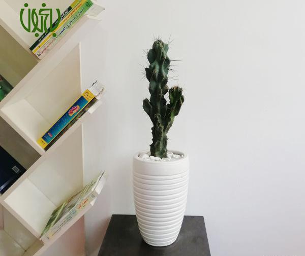 عکس گل کاکتوس صخره ای