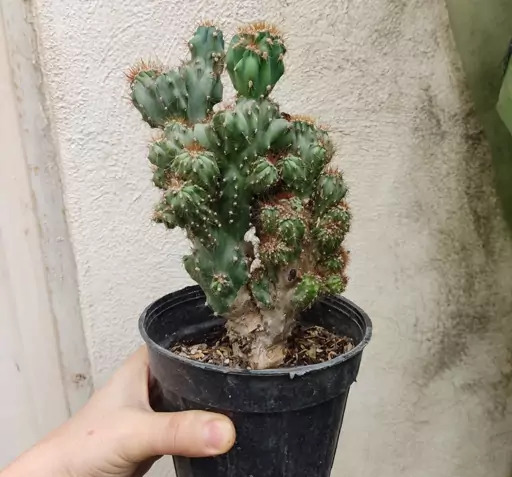 عکس گل کاکتوس صخره ای