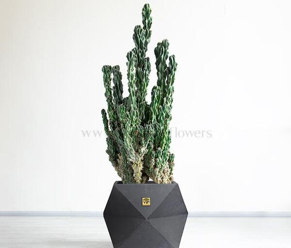 عکس گل کاکتوس صخره ای