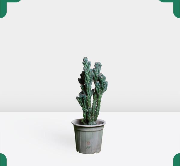 عکس گل کاکتوس صخره ای