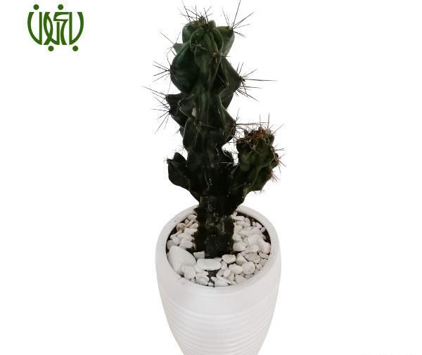 عکس گل کاکتوس صخره ای