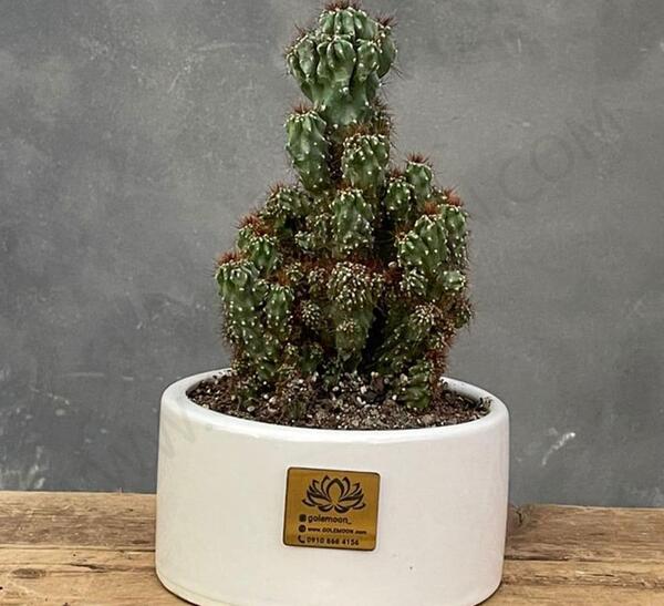 عکس گل کاکتوس صخره ای