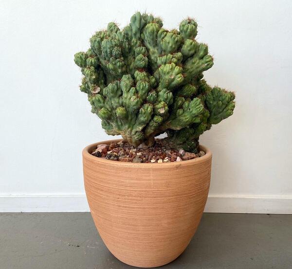 عکس گل کاکتوس صخره ای