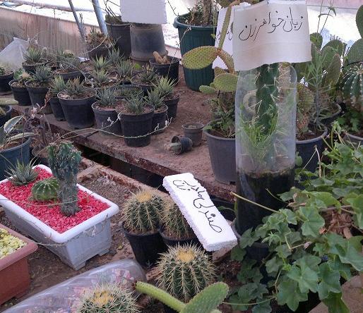 عکس کاکتوس زبون مادر شوهر