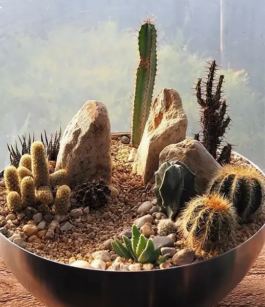 عکس گل کاکتوس سنگی