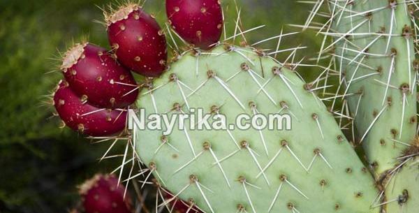 عکس گل کاکتوس زبان مادر شوهر