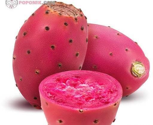 عکس گل کاکتوس زبان مادر شوهر