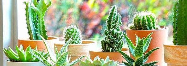 عکس انواع گل کاکتوس زیبا