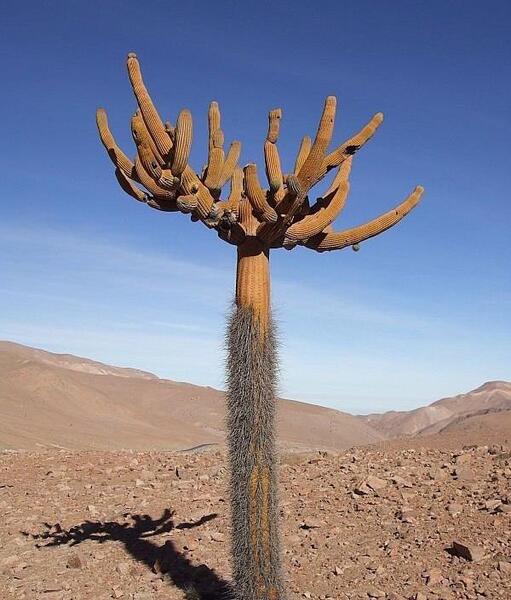 عکس کاکتوس بیابان