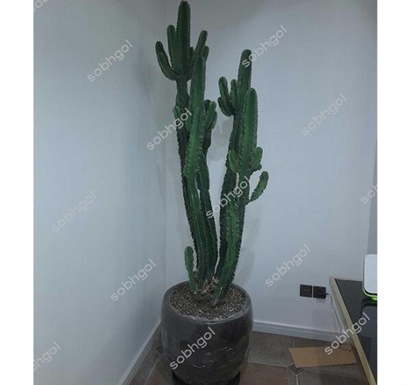 عکس کاکتوس بیابان