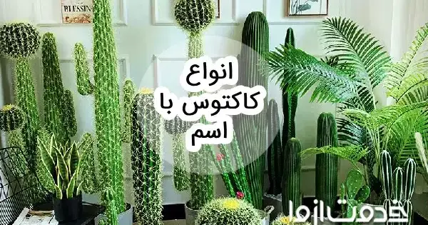 عکس گل کاکتوس خرگوشی