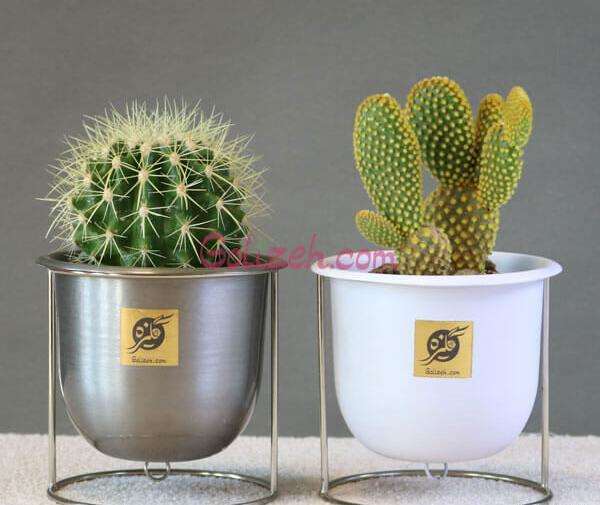 عکس گل کاکتوس خرگوشی