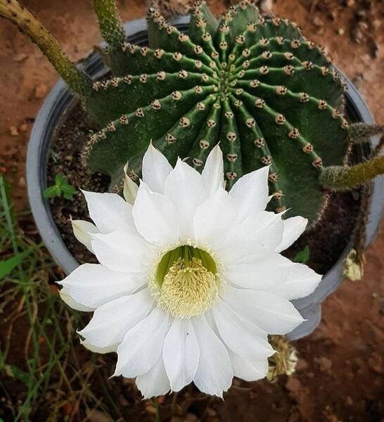 عکس گل کاکتوس پیرمرد
