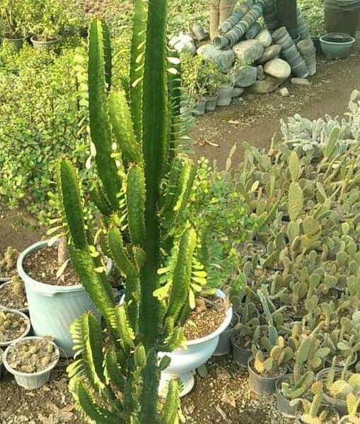 عکس انواع کاکتوس برگ دار