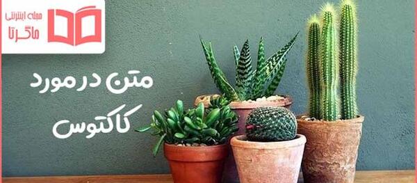عکس پروفایل کاکتوس و بادکنک