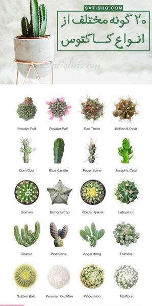 عکس گل کاکتوس بلند