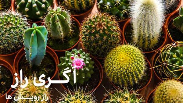 عکس گل کاکتوس بلند