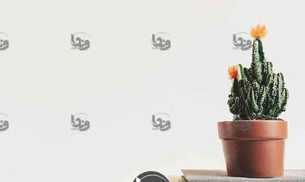 عکس کاکتوس تصویر زمینه