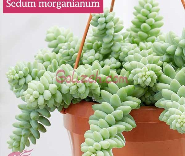 عکس انواع کاکتوس بدون تیغ با اسم