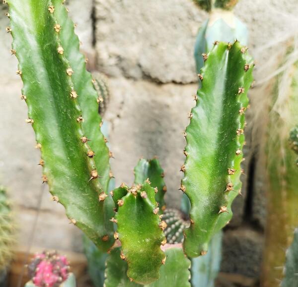 عکس کاکتوس افوربیا اینگنس