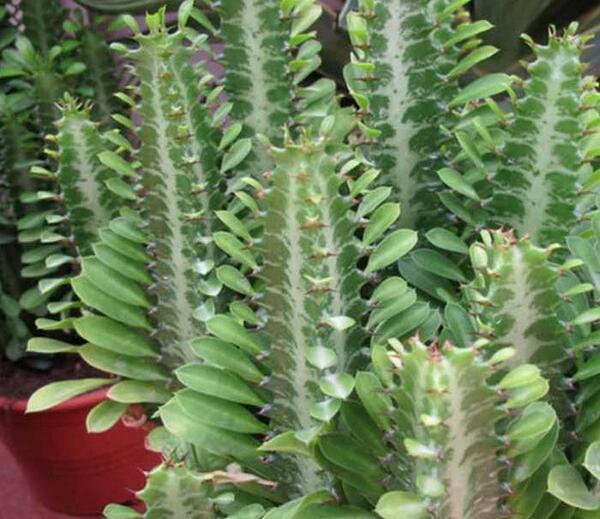 عکس انواع کاکتوس افوربیا